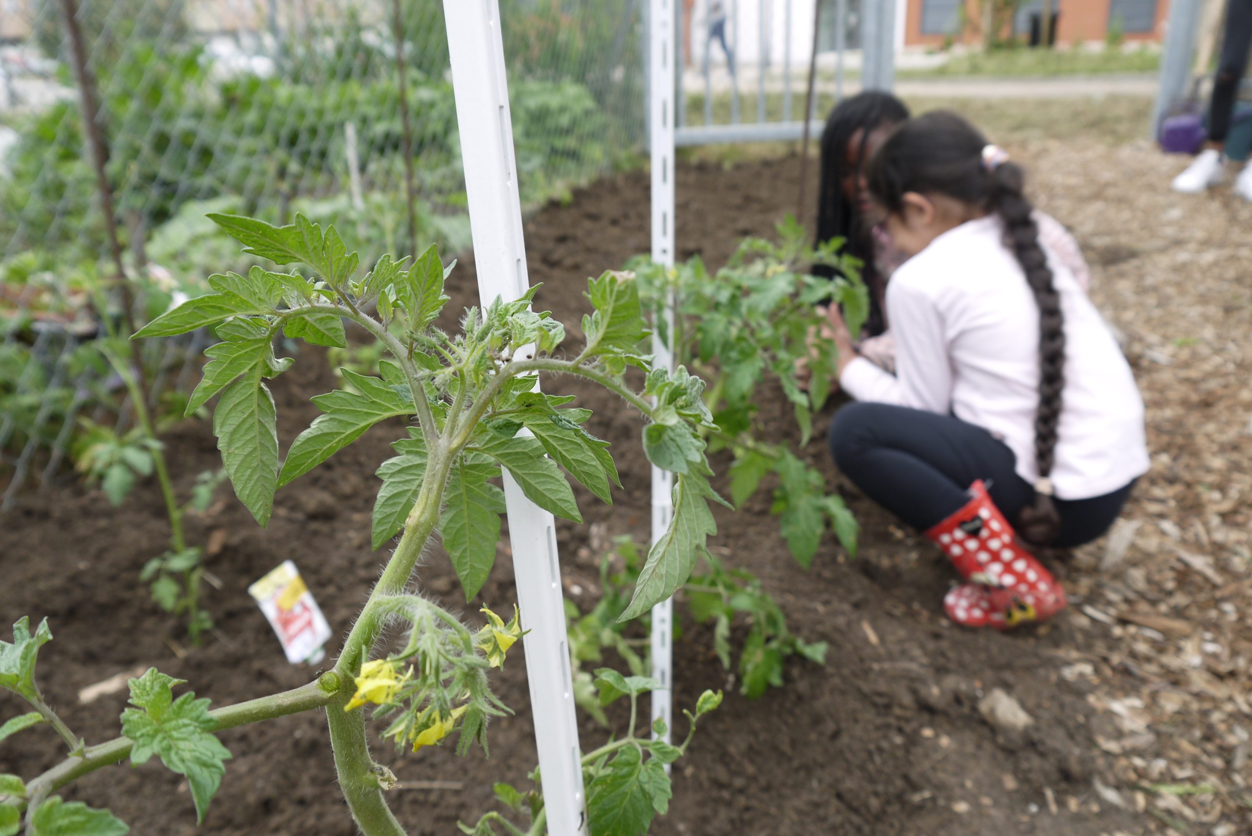 Avec les enfants de Bellecroix, l’ADACS cultive son jardin